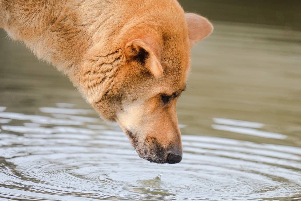 Picture of dog drinking from pond