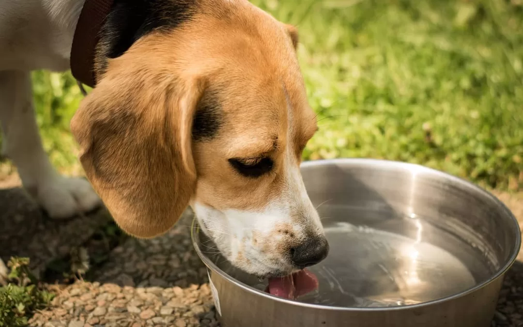 Picture of a dog drinking out of a bowl