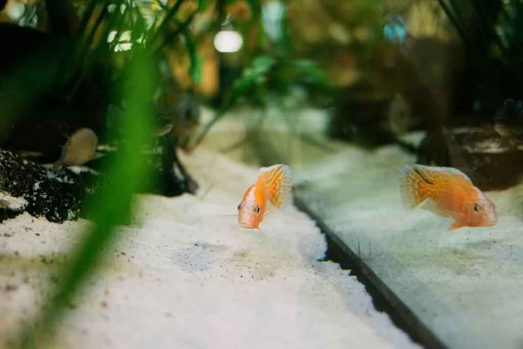 Fish swimming in an aquarium filled with RO-filtered water